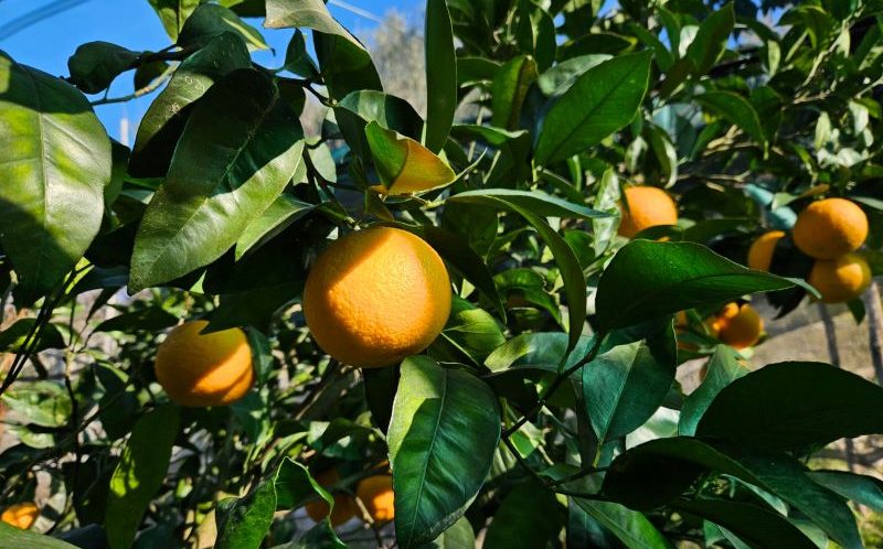 Penisolaverde, al via la terza edizione di SorrentoOrangeWeek