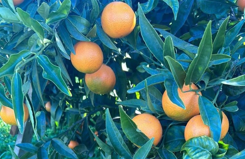 Clementine di Calabria IGP, unica sovranità gustativa