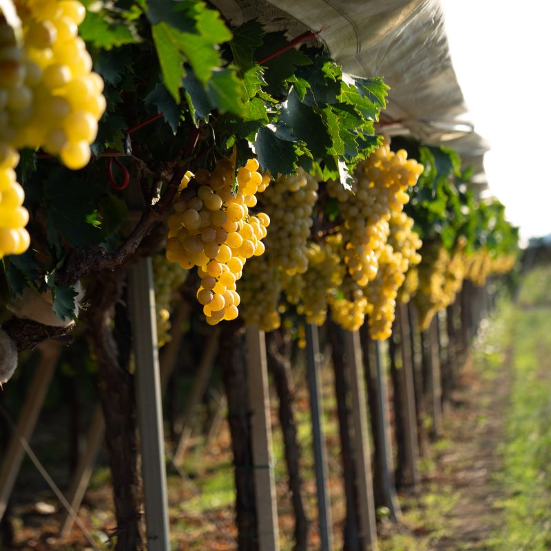 Michele Laporta, presidente del Consorzio uva di Puglia IGP, sarà al Fruit Logistica di Berlino: valorizziamo il nostro territorio