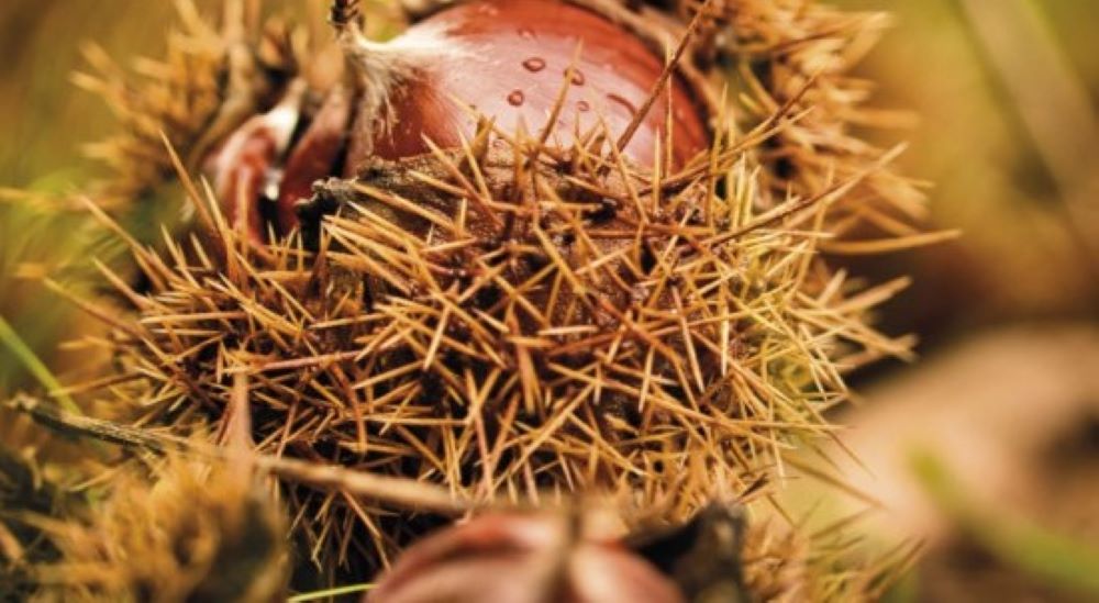 Opportunità e sfide per la filiera castanicola: focus sulla Castagna e il Marrone di Serino IGP