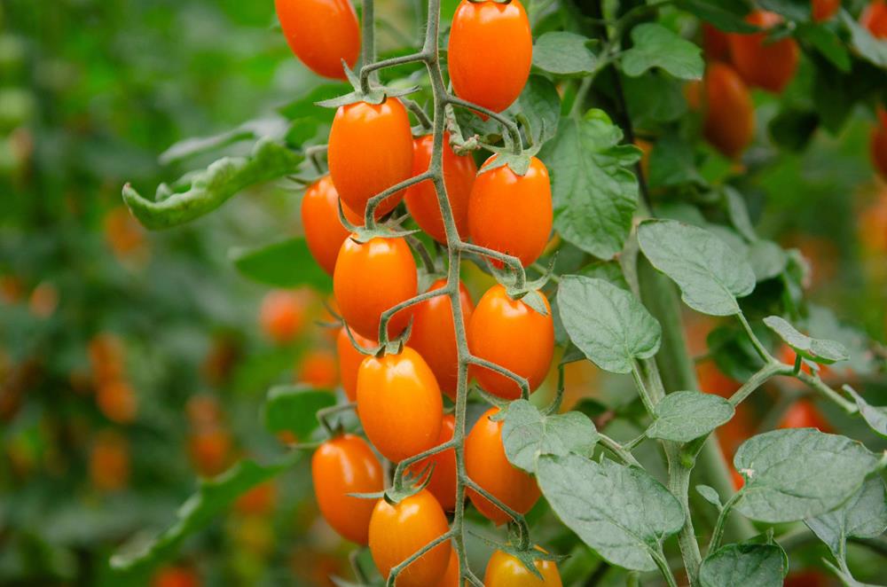 Nuova sfida per Finagricola: arriva il pomodoro datterino arancione dedicato ai consumatori