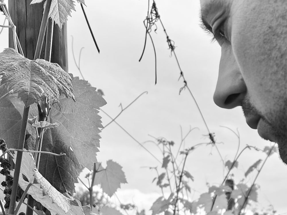 Vini Mercuri, eccellenza sostenibile del Taburno: tra tradizione, territorio e innovazione giovane