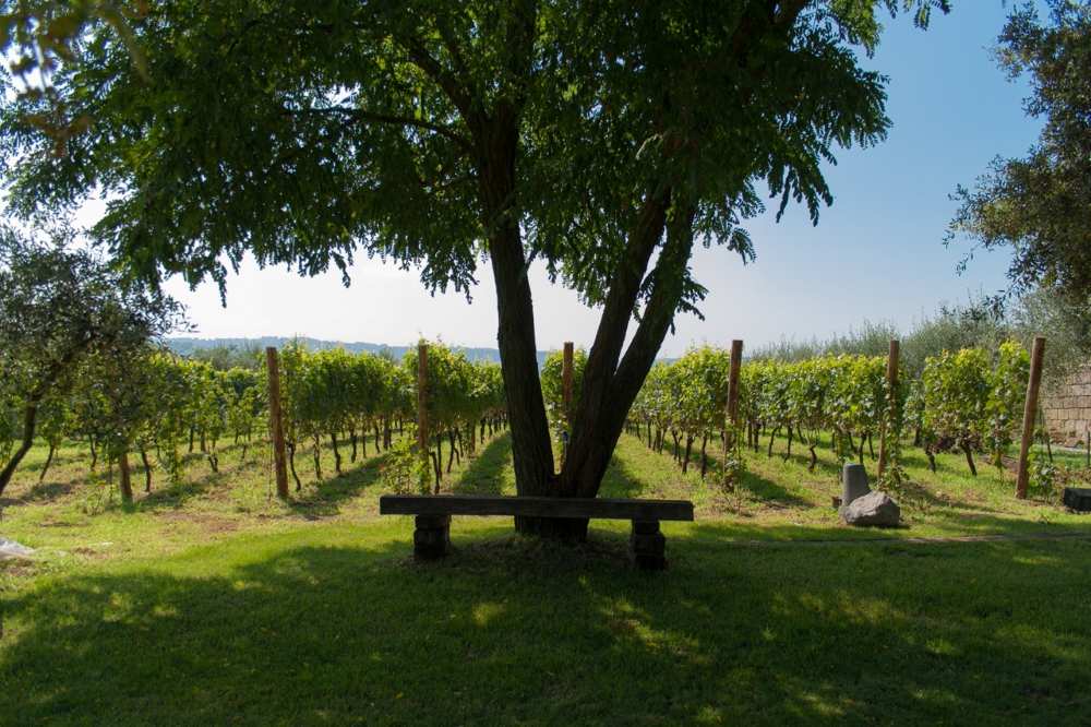 Cantine Astroni, vivere il vino nei Campi Flegrei: il turismo esperienziale tra natura, archeologia e relax