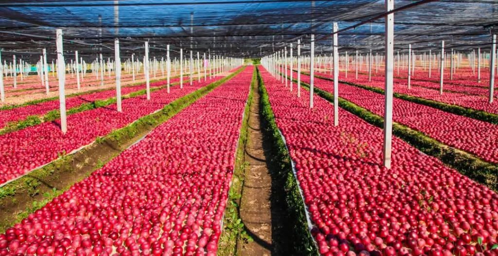 Melannurca Campana IGP: successo alla Reggia di Portici per la ‘regina delle mele campane’