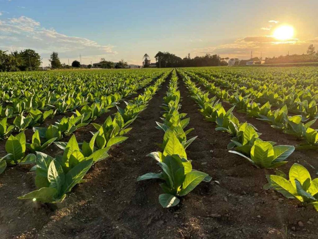 Confagricoltura Campania: il Memorandum BAT Italia-MASAF rafforza la filiera del tabacco