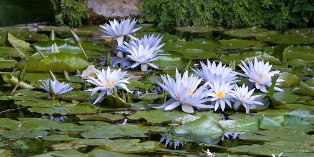 Giardini la Mortella di Ischia: concerto e lectio magistralis per ‘In Philosophy Festival’ 2025