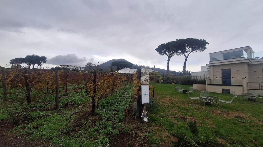 Strenne di Natale. Pranzo o degustazione da Vigna delle Rose di Casa Setaro