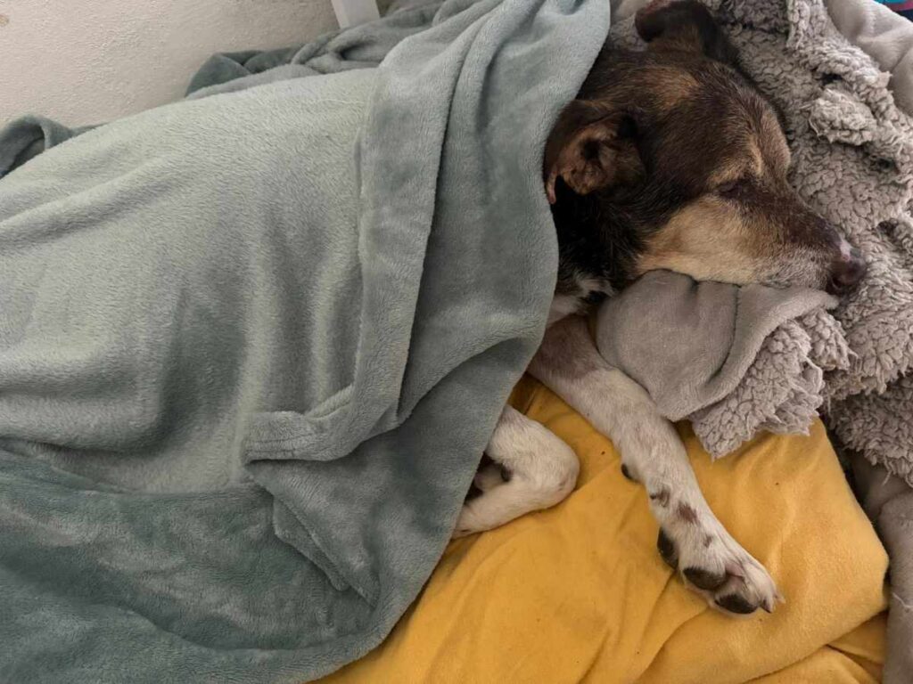 Giulietta, svolta a Bacoli: la cagnolina affidata alla famiglia che l’ha salvata. Indagini sulle violenze