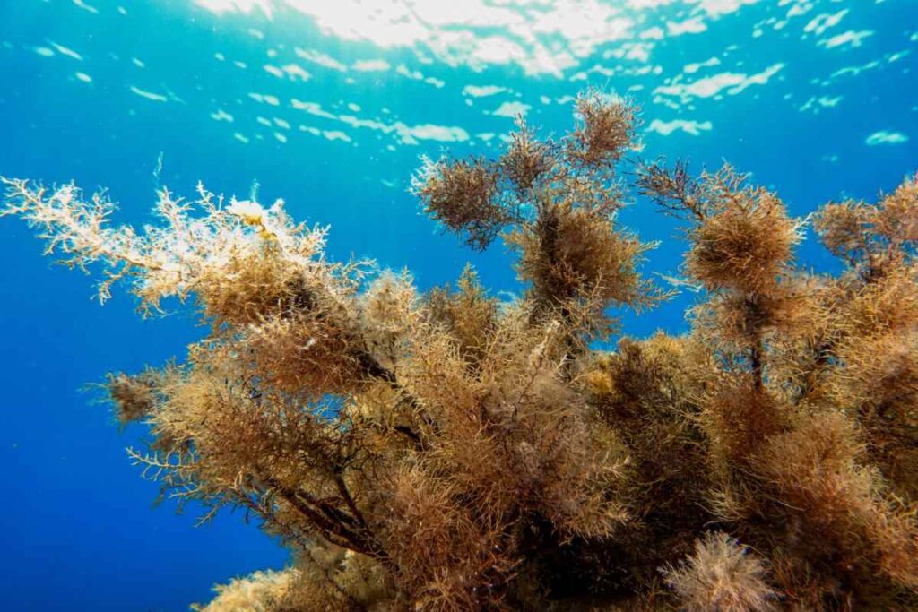 Biodiversità, alla Federico II nasce il network tra ricerca, istituzioni e aree marine protette