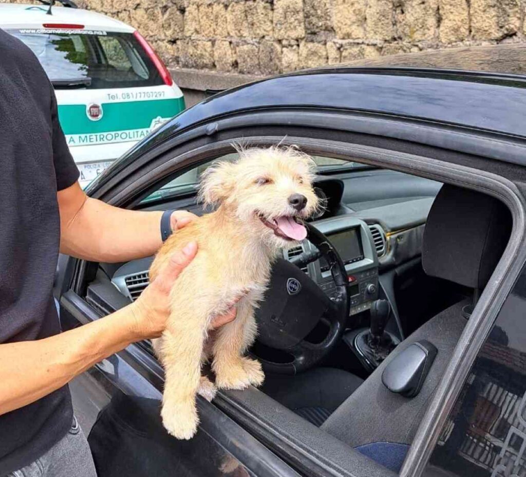 Charlie salvato dalla Polizia Metropolitana di Napoli: cucciolo lasciato in auto sotto il sole